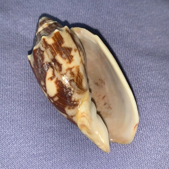 Bat Volute shell - Picture 4 of 7